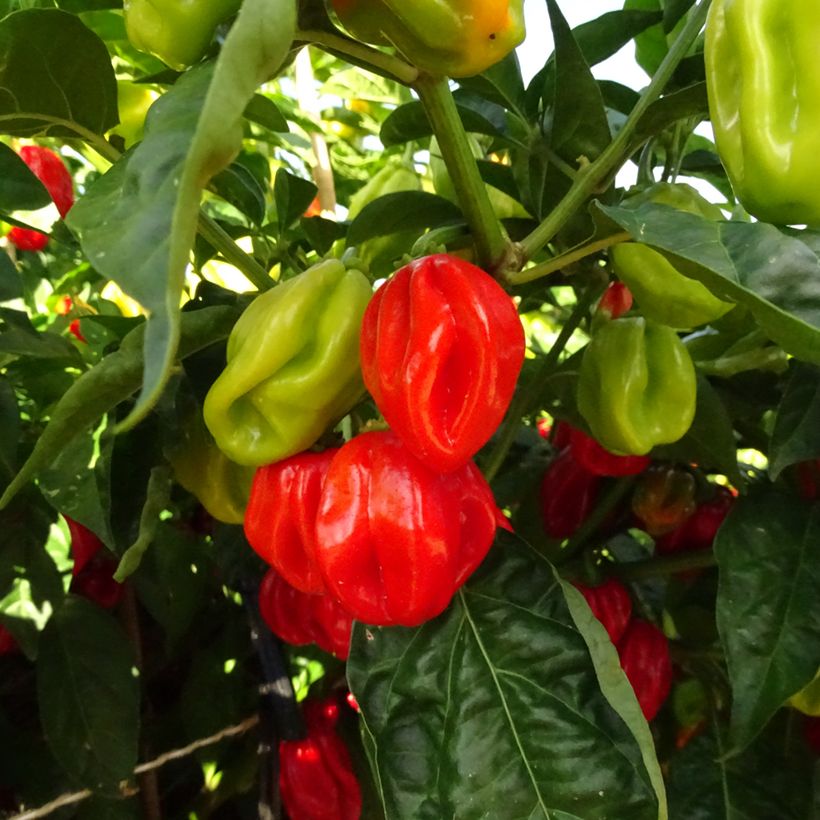 Chilli Pepper Habanero (Harvest)