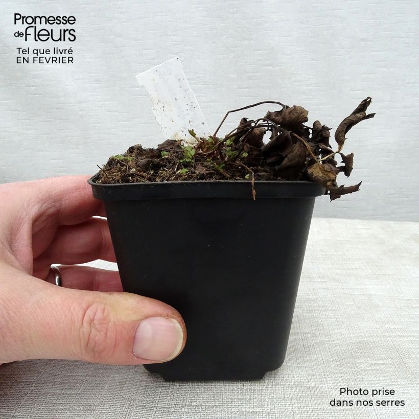 Pimpinella major Rosea 8/9 cm pot sample as delivered in winter