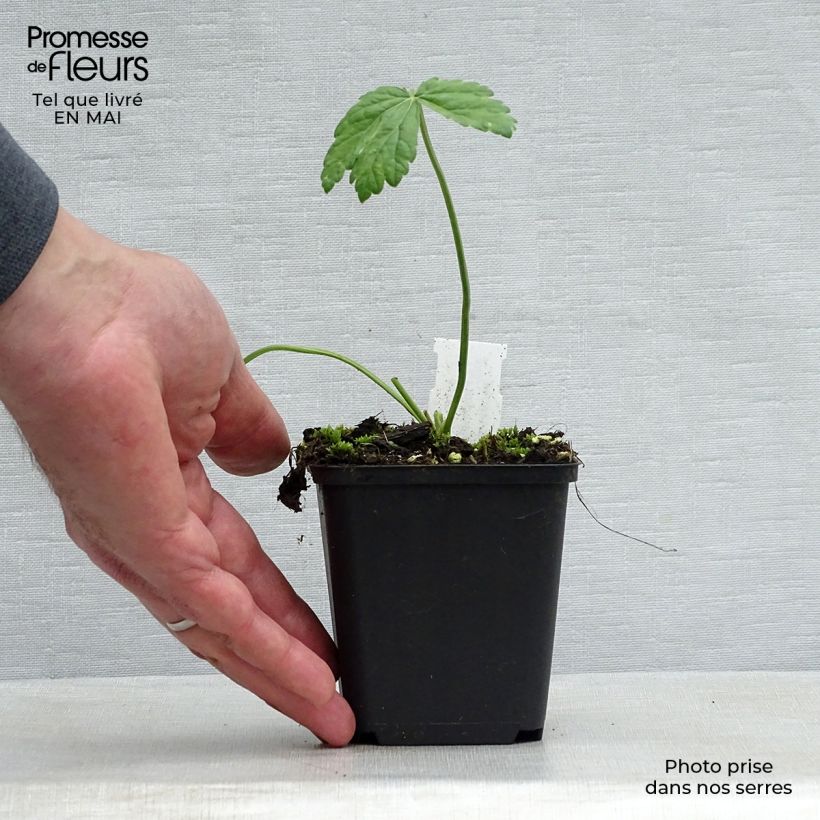 Pimpinella major Rosea 8/9 cm pot sample as delivered in spring