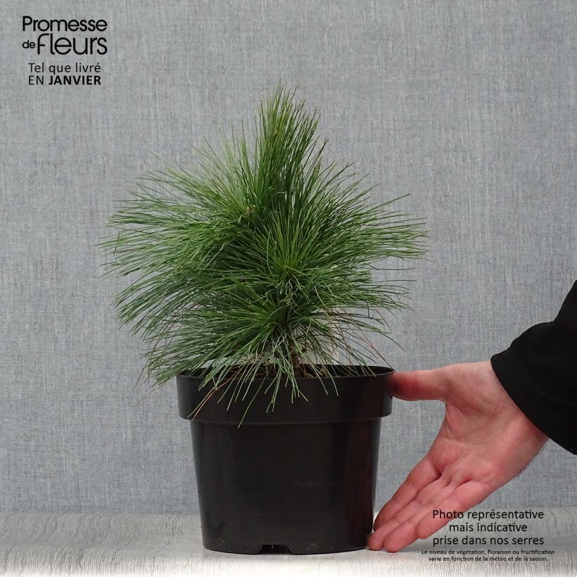 Pinus schwerinii Wiethorst 2L/3L pot sample as delivered in winter