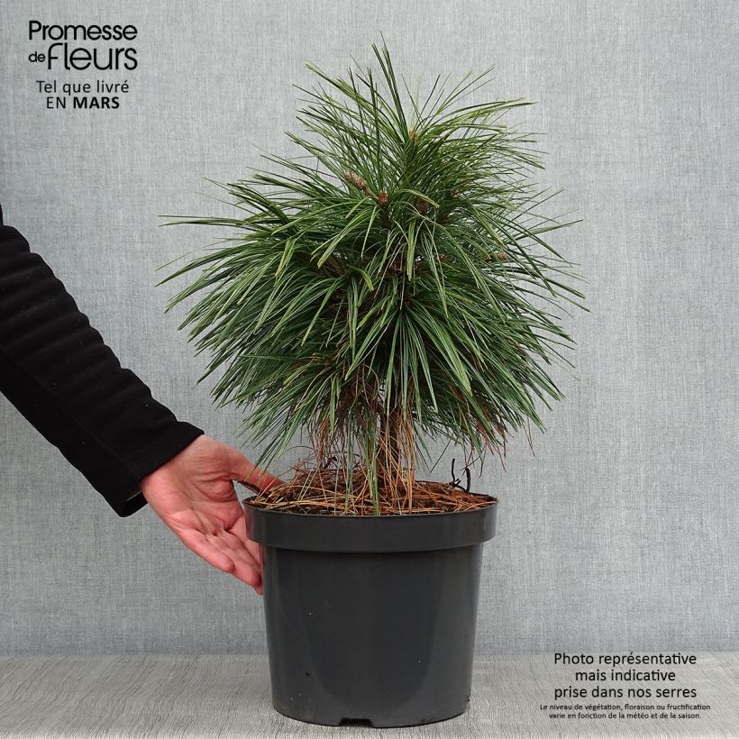 Pinus schwerinii Wiethorst 7.5L/10L pot sample as delivered in winter