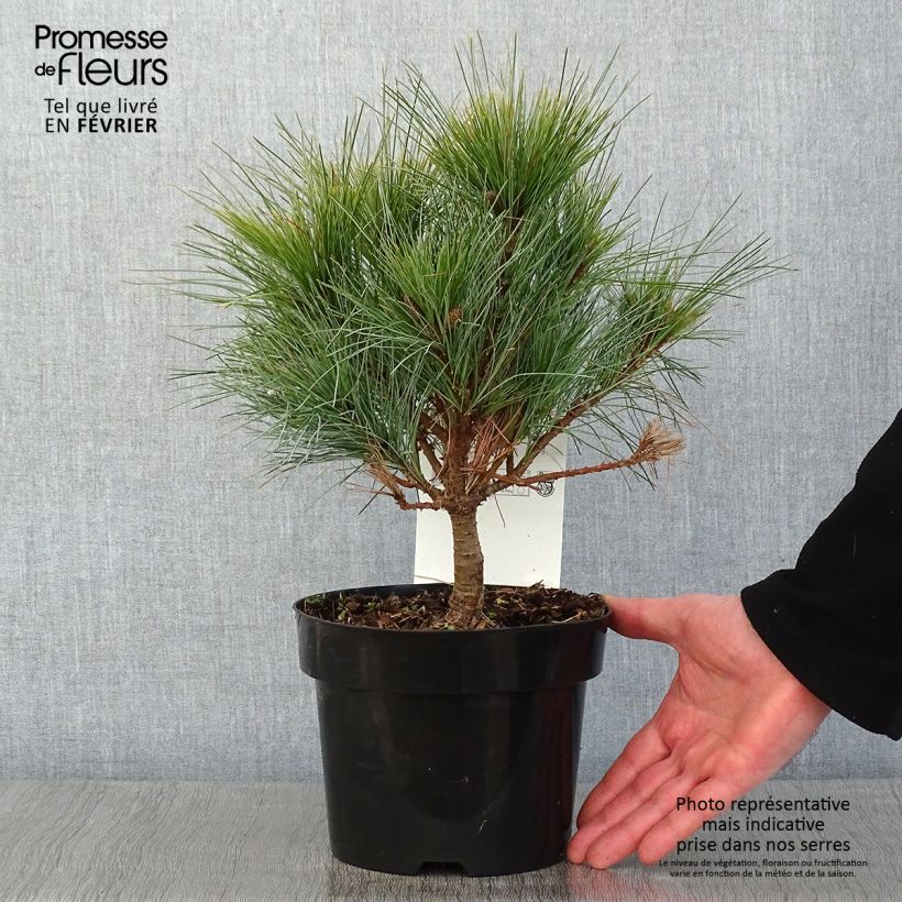 Pinus strobus Blue Shag - Eastern White Pine 2L/3L pot sample as delivered in winter