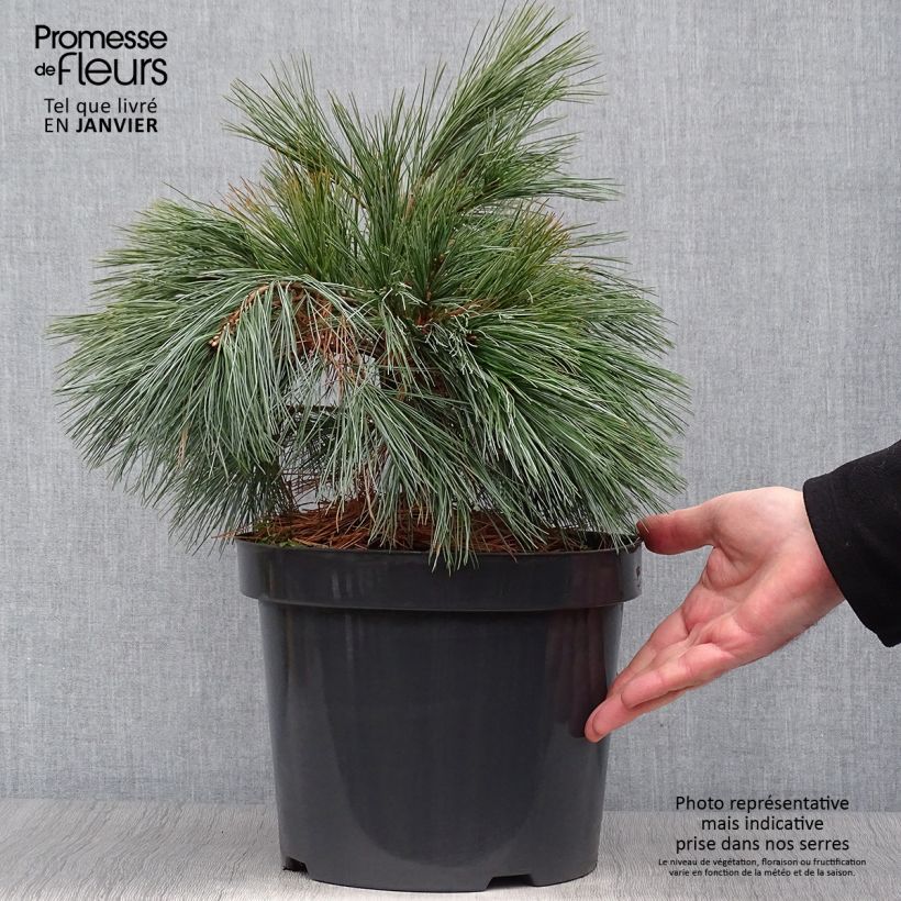 Pinus strobus Blue Shag - Eastern White Pine 7.5L/10L pot sample as delivered in winter