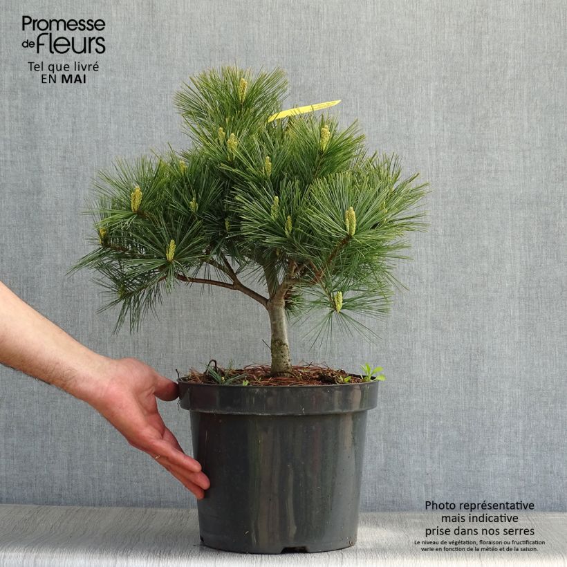 Pinus strobus Blue Shag - Eastern White Pine 7.5L/10L pot sample as delivered in spring