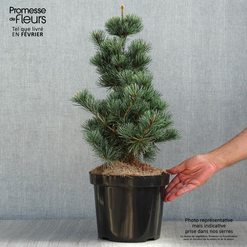 Pinus parviflora Tempelhof - Japanese White Pine 7.5L/10L pot sample as delivered in autumn