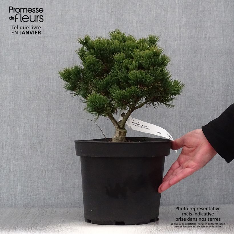 Pinus parviflora Kokuho - Japanese White Pine 7.5L/10L pot sample as delivered in winter