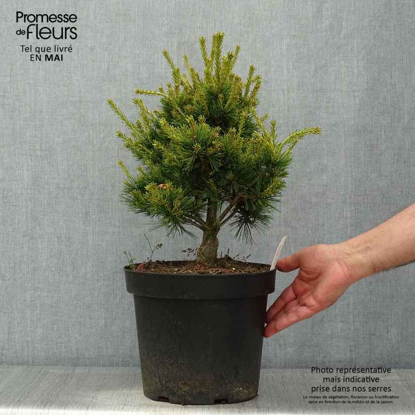 Pinus parviflora Kokuho - Japanese White Pine 7.5L/10L pot sample as delivered in spring