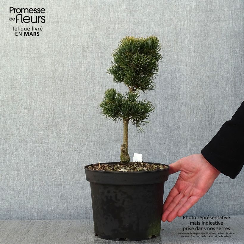 Pinus cembra Compacta Glauca - Arolla Pine 4L/5L pot sample as delivered in winter