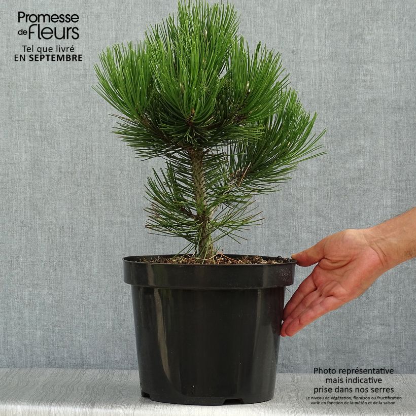 Pinus heldreichii Malinkii - Bosnian Pine 7.5L/10L pot sample as delivered in autumn