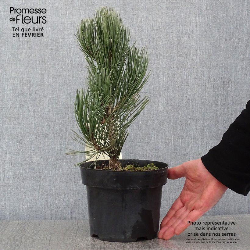 Pinus leucodermis Compact Gem 2L/3L pot sample as delivered in winter