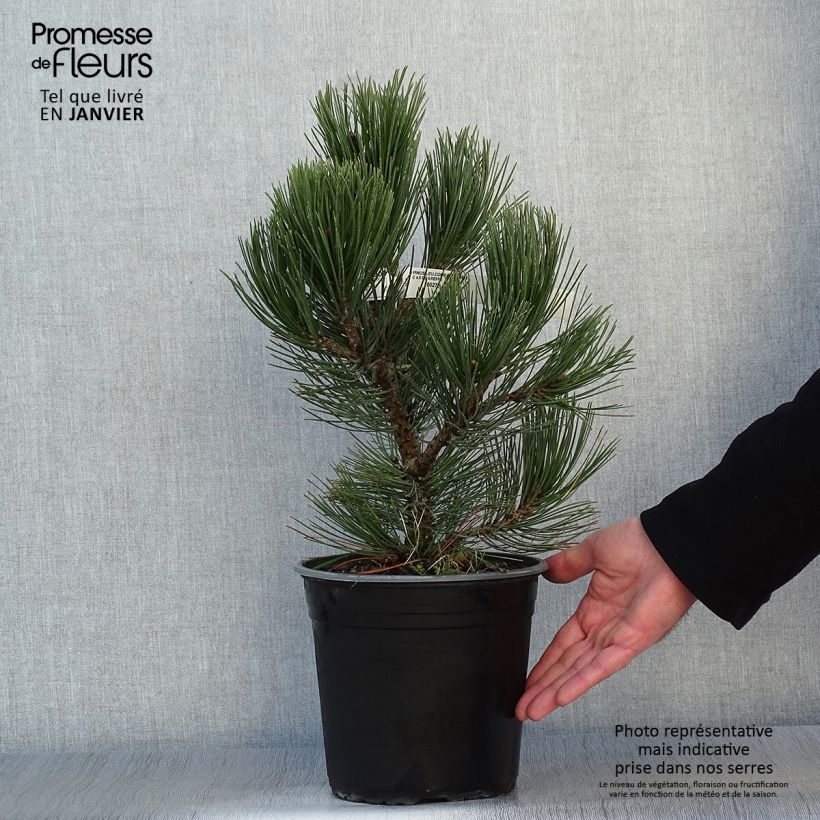 Pinus leucodermis Compact Gem 4L/5L pot sample as delivered in winter