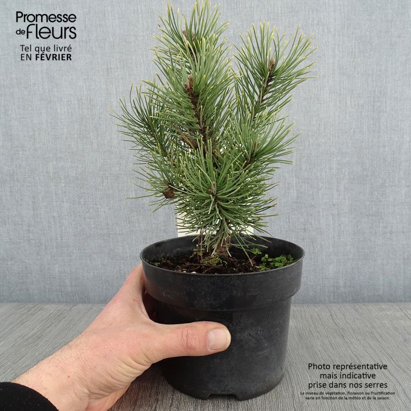 Pinus mugo Carstens Wintergold - Dwarf Mountain Pine 2L/3L pot sample as delivered in winter