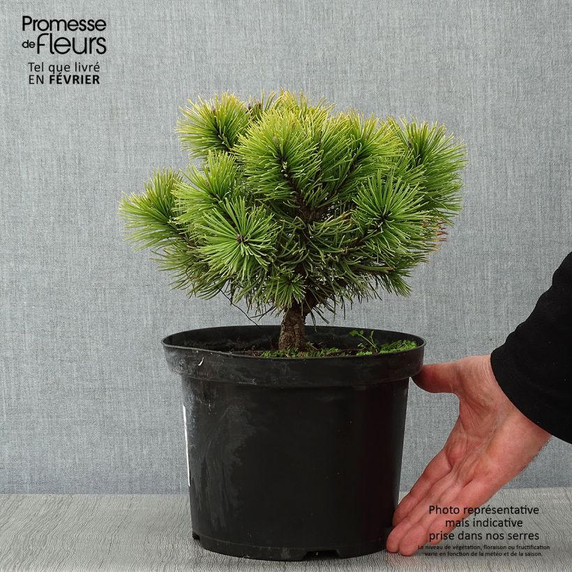 Pinus mugo Carstens Wintergold - Dwarf Mountain Pine 4L/5L pot sample as delivered in winter