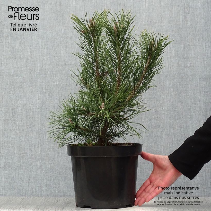 Pinus mugo Gnom - Dwarf Mountain Pine 7.5L/10L pot sample as delivered in winter
