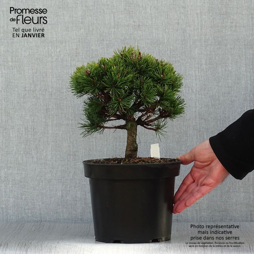 Pinus mugo Lilliput - Dwarf Mountain Pine 4L/5L pot sample as delivered in winter