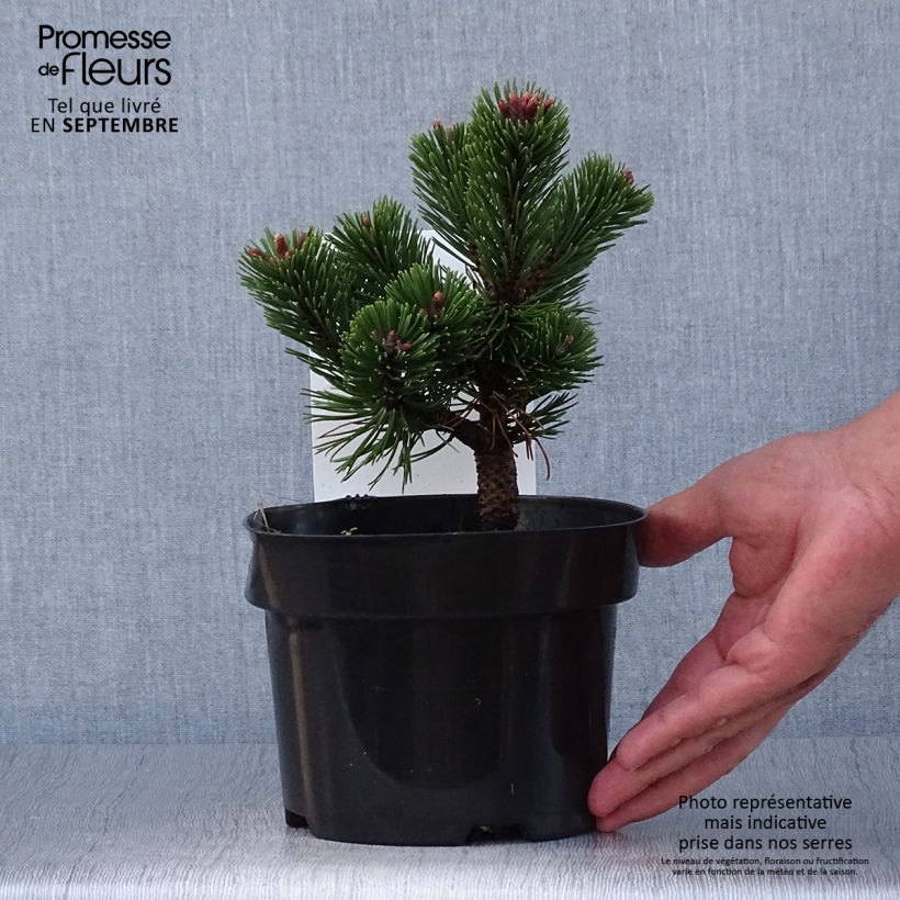 Pinus mugo Sherwood Compact - Dwarf Mountain Pine 2L/3L pot sample as delivered in autumn