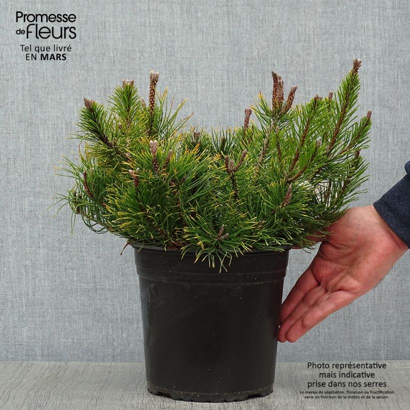 Pinus mugo subsp. mugo - Dwarf Mountain Pine 4L/5L pot sample as delivered in winter