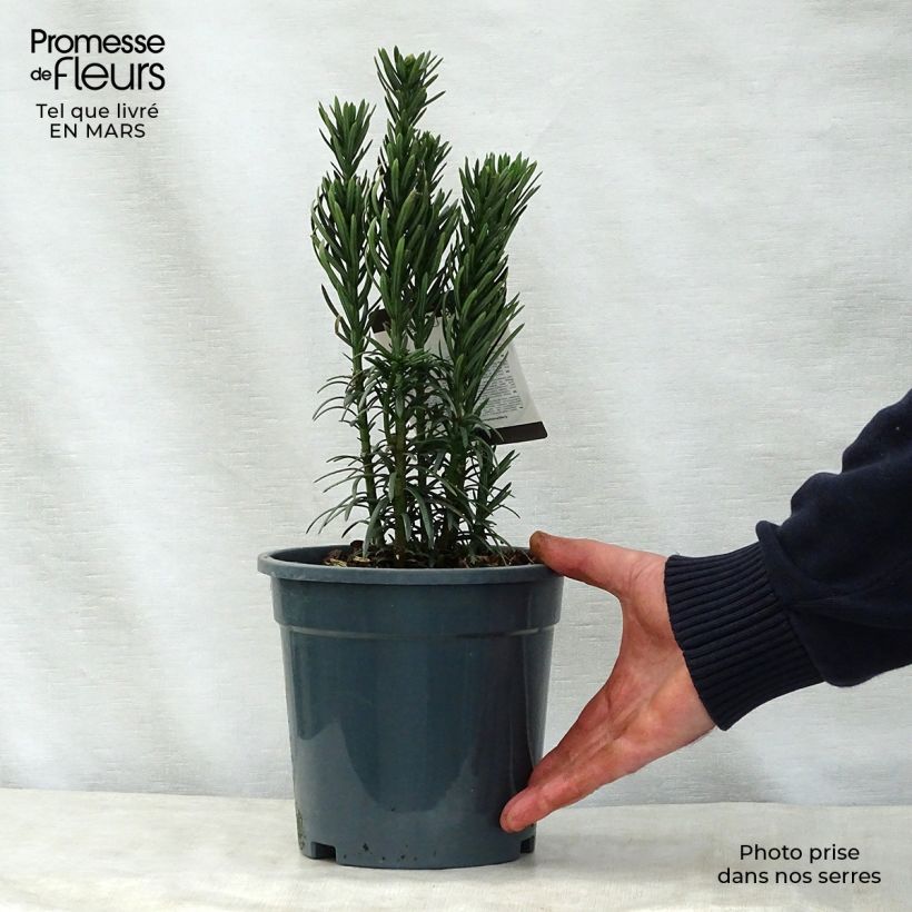 Cephalotaxus harringtonia Fastigiata 2L/3L pot sample as delivered in spring