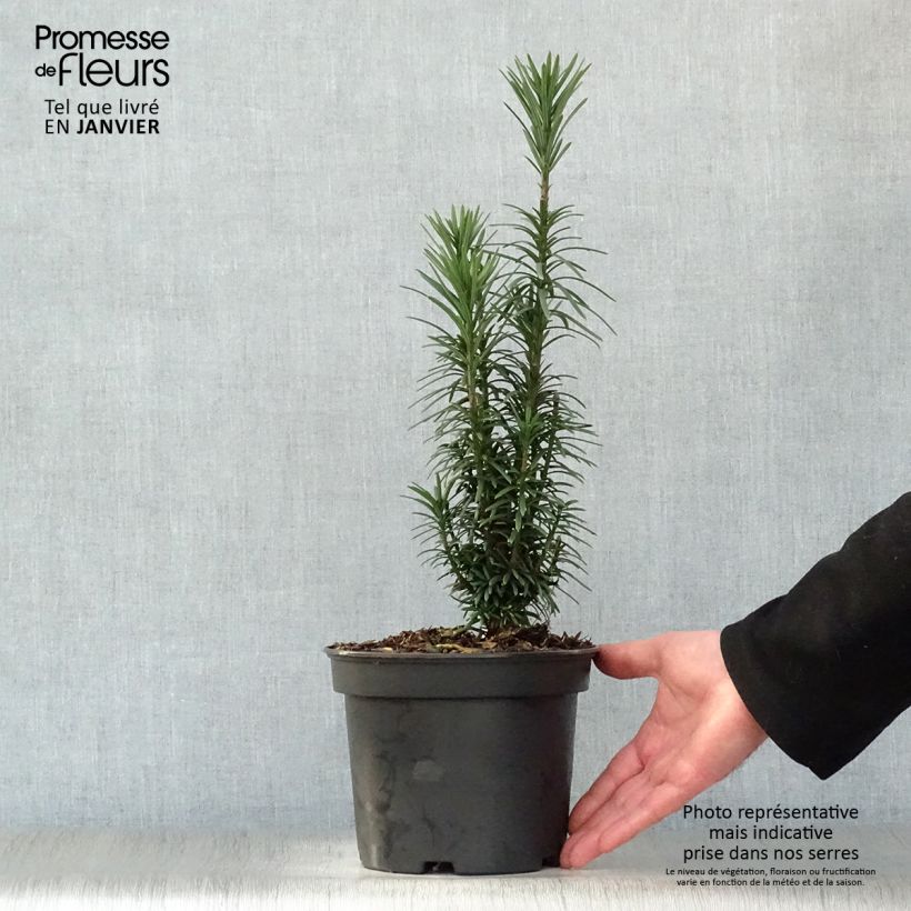 Cephalotaxus harringtonia Fastigiata 2L/3L pot sample as delivered in winter