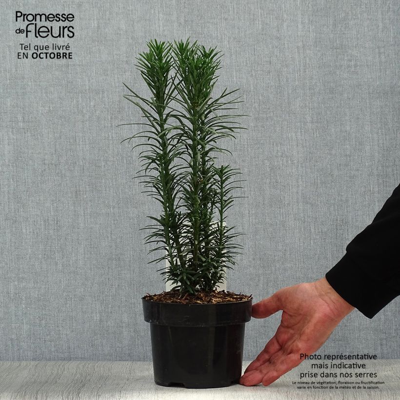 Cephalotaxus harringtonia Fastigiata 2L/3L pot sample as delivered in autumn
