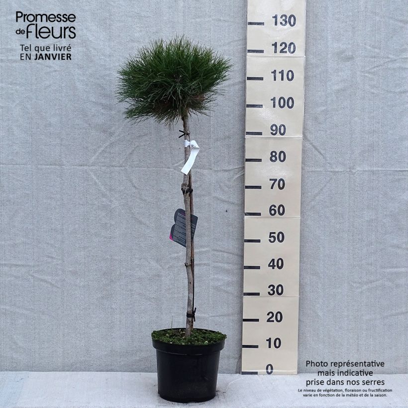 Black pine - Pinus nigra Marie Brégeon 7.5L/10L pot sample as delivered in winter