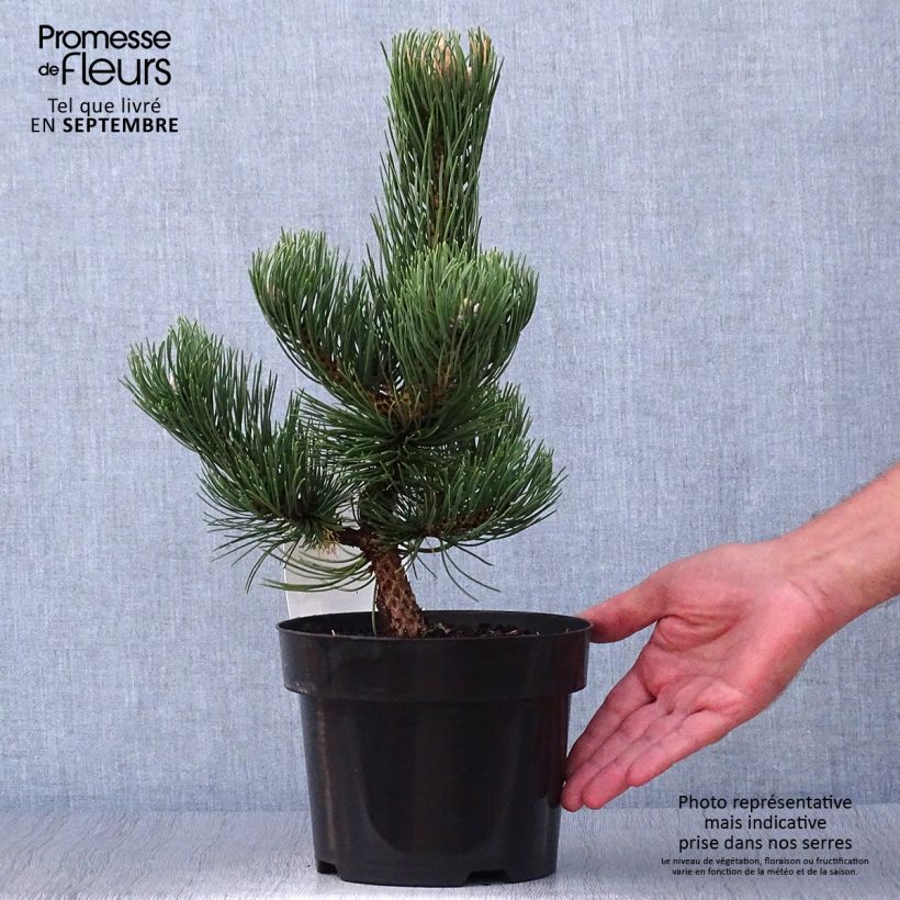 Black pine - Pinus nigra Oregon Green 2L/3L pot sample as delivered in autumn