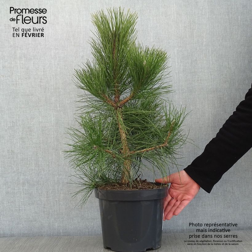 Austrian black pine - Pinus nigra nigra 7.5L/10L pot sample as delivered in winter