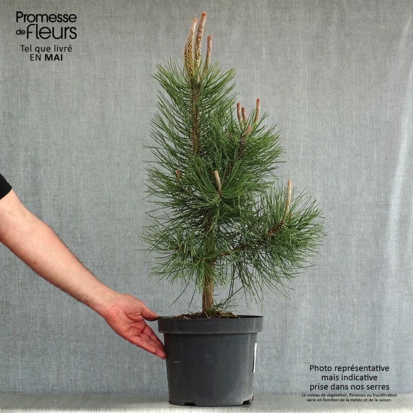 Austrian black pine - Pinus nigra nigra 7.5L/10L pot sample as delivered in spring