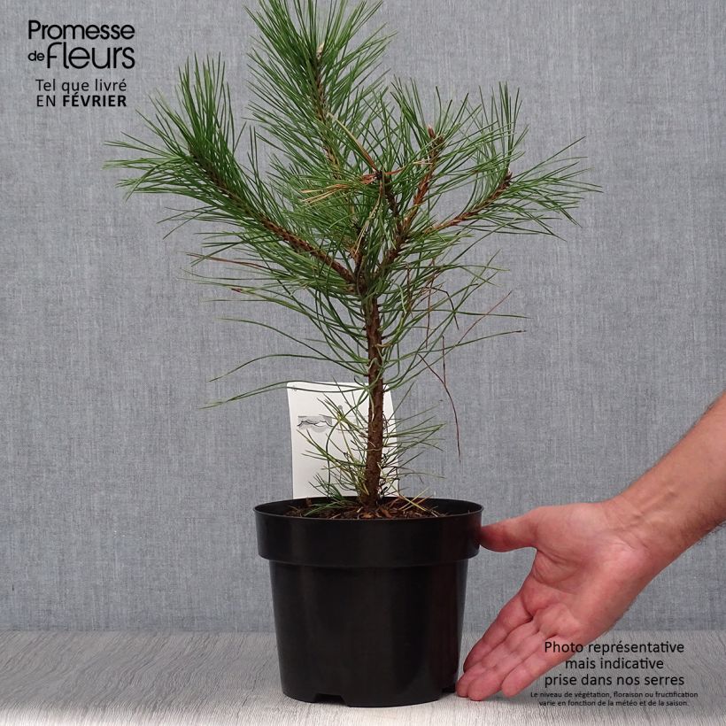 Austrian black pine - Pinus nigra nigra 2L/3L pot sample as delivered in autumn