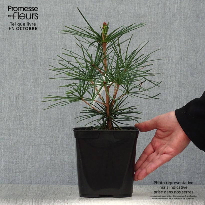 Sciadopitys verticillata 2L/3L pot sample as delivered in autumn