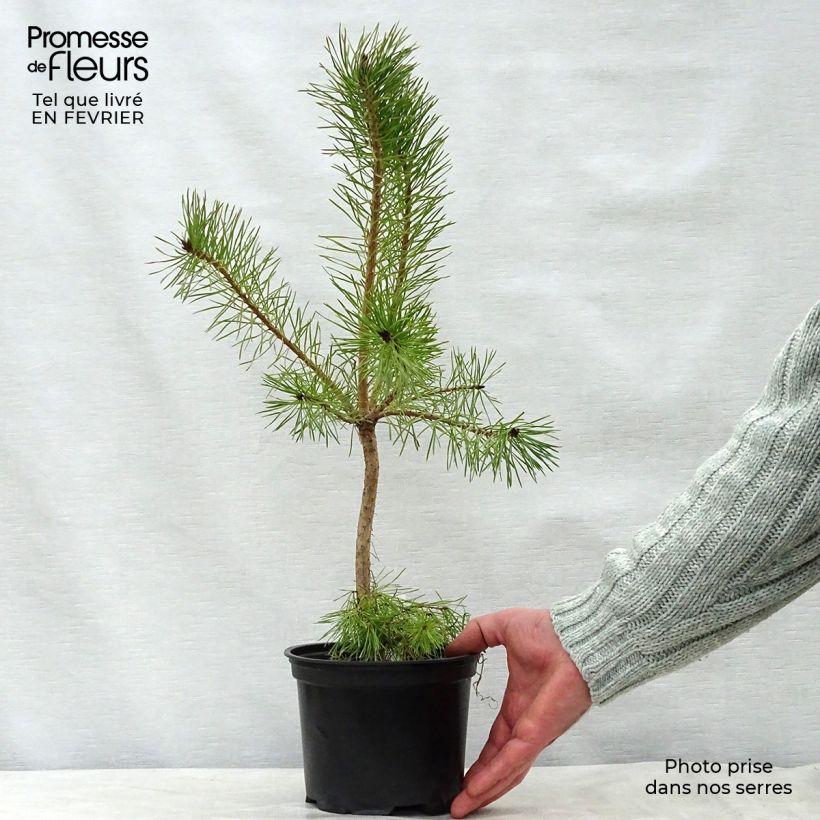 Pinus sylvestris - Scots Pine 2L/3L pot sample as delivered in winter