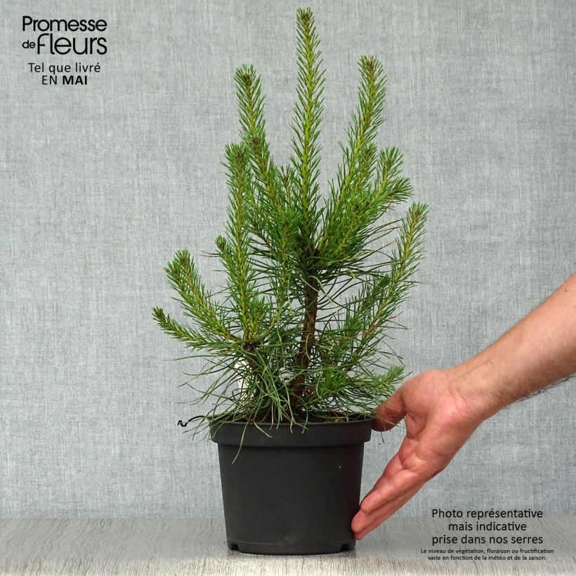 Pinus sylvestris - Scots Pine 2L/3L pot sample as delivered in spring