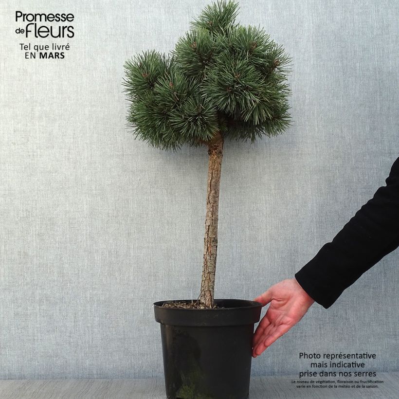 Pinus sylvestris Doone Valley - Scots Pine 7.5L/10L pot sample as delivered in winter