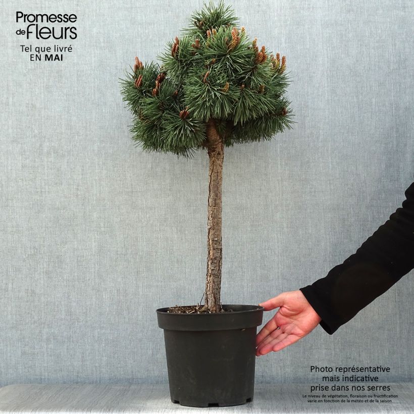 Pinus sylvestris Doone Valley - Scots Pine 7.5L/10L pot, Half standard sample as delivered in spring