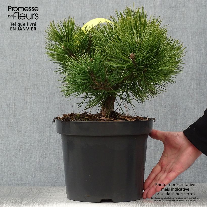 Pinus densiflora Jane Kluis - Japanese Red Pine 7.5L/10L pot sample as delivered in winter