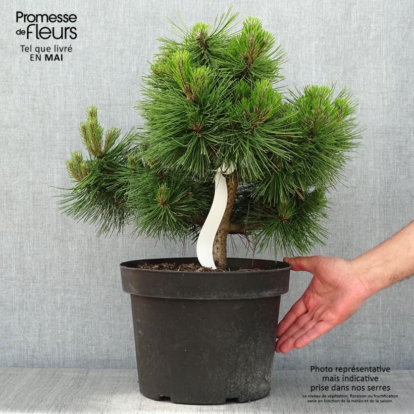 Pinus densiflora Jane Kluis - Japanese Red Pine 7.5L/10L pot sample as delivered in spring