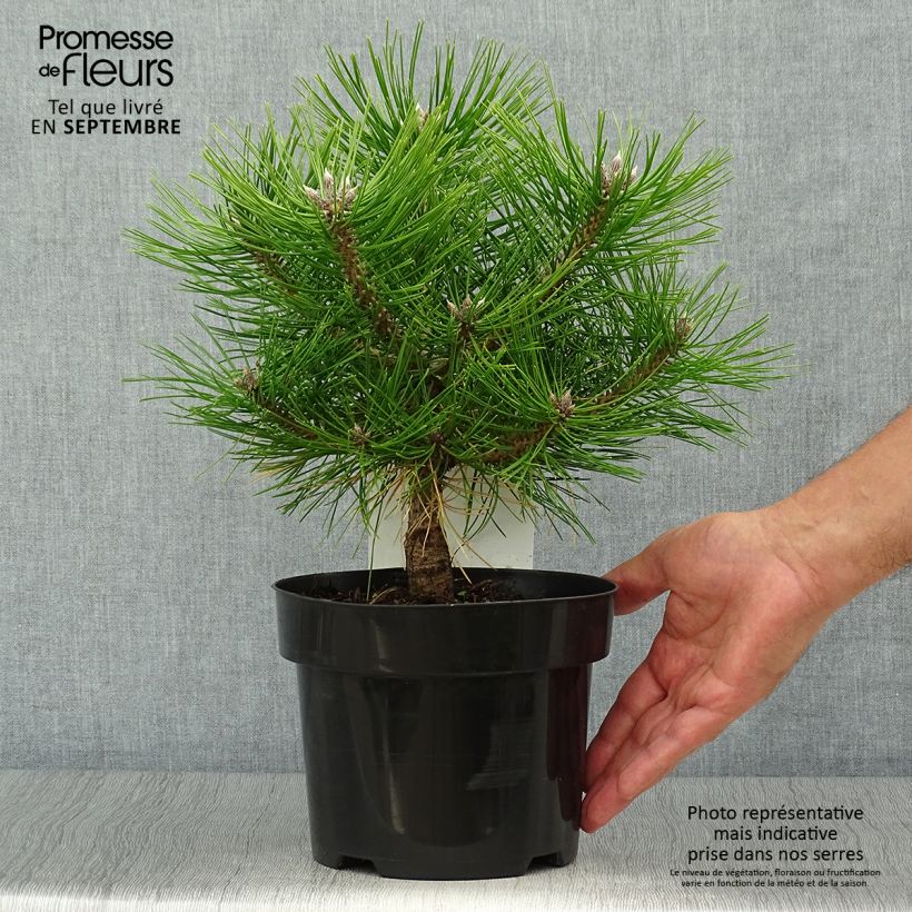 Pinus densiflora Jane Kluis - Japanese Red Pine 2L/3L pot sample as delivered in autumn