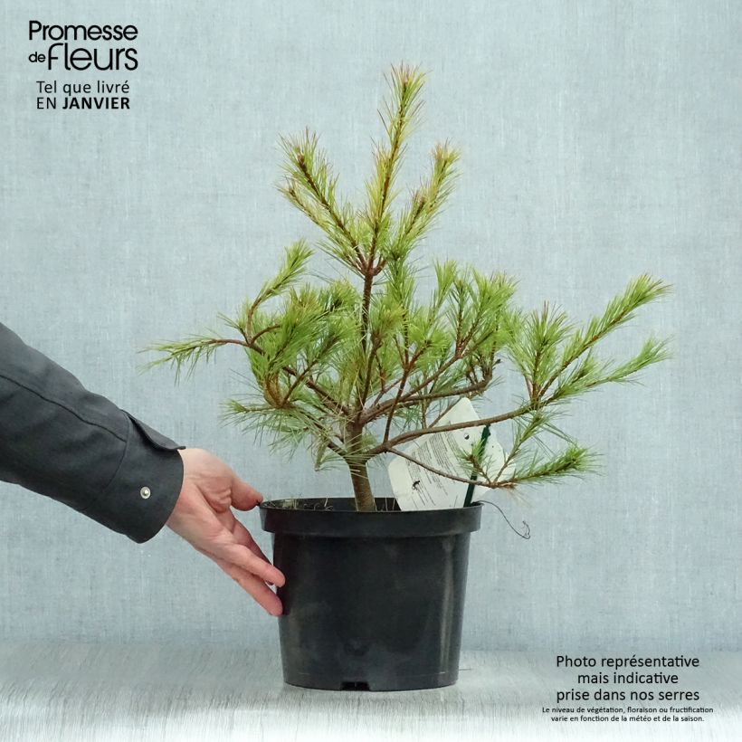 Pinus insignis - Monterey Pine 7.5L/10L pot sample as delivered in winter