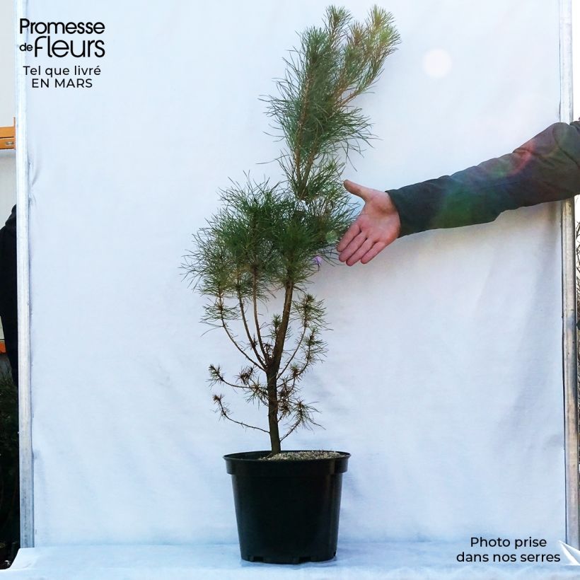 Pinus insignis - Monterey Pine 7.5L/10L pot sample as delivered in spring