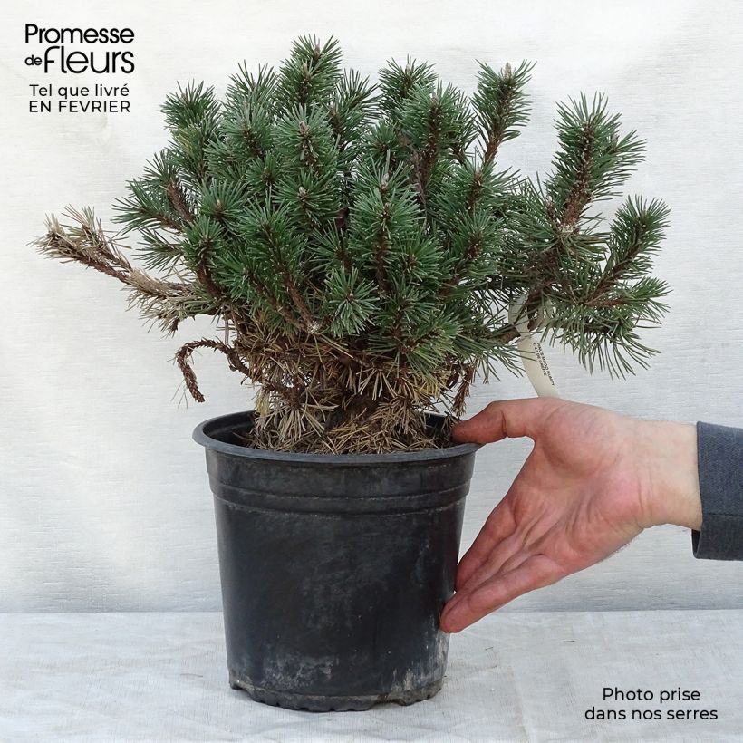 Pinus mugo Humpy - Dwarf Mountain Pine 7.5L/10L pot sample as delivered in winter