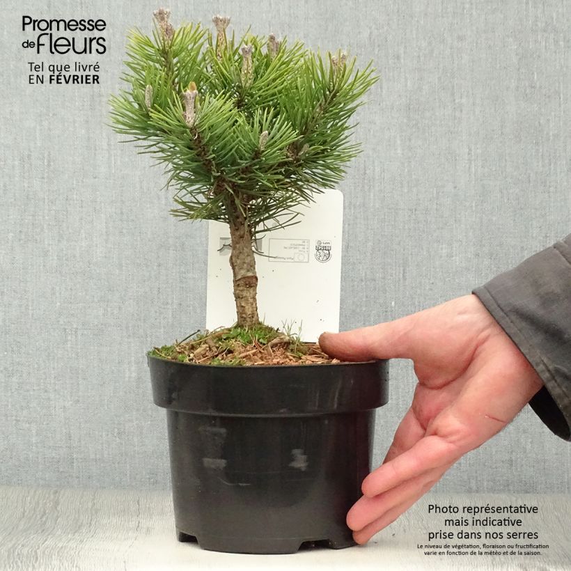 Pinus mugo Mops - Dwarf Mountain Pine 2L/3L pot sample as delivered in winter