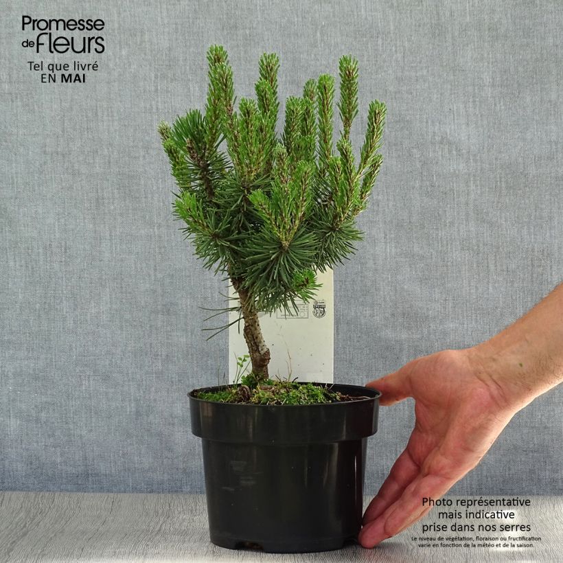 Pinus mugo Mops - Dwarf Mountain Pine 2L/3L pot sample as delivered in spring