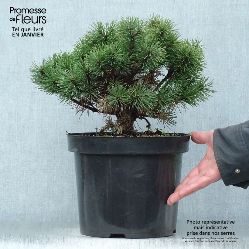 Pinus mugo Mops - Dwarf Mountain Pine 4L/5L pot sample as delivered in winter