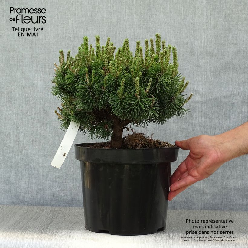 Pinus mugo Mops - Dwarf Mountain Pine 4L/5L pot sample as delivered in spring