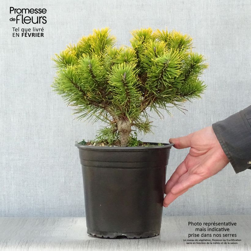 Pinus mugo Winter Gold - Dwarf Mountain Pine 2L/3L pot sample as delivered in winter