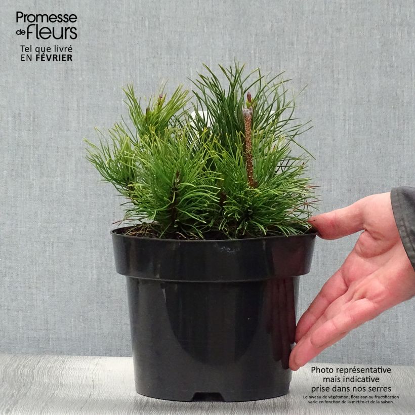 Pinus mugo pumilio - Dwarf Mountain Pine 2L/3L pot sample as delivered in winter
