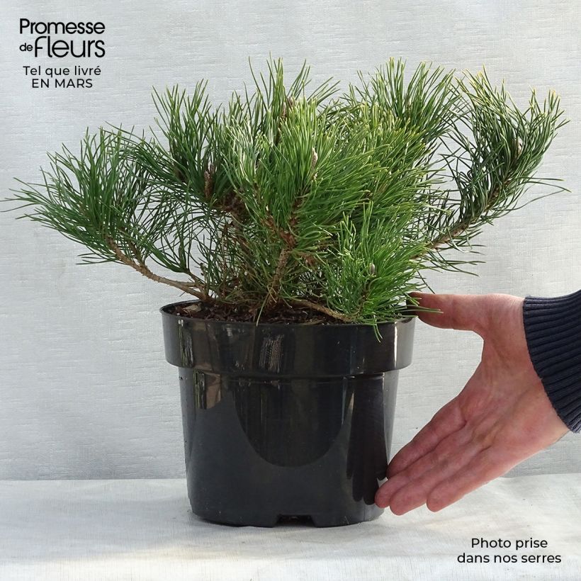 Pinus mugo pumilio - Dwarf Mountain Pine 2L/3L pot sample as delivered in spring