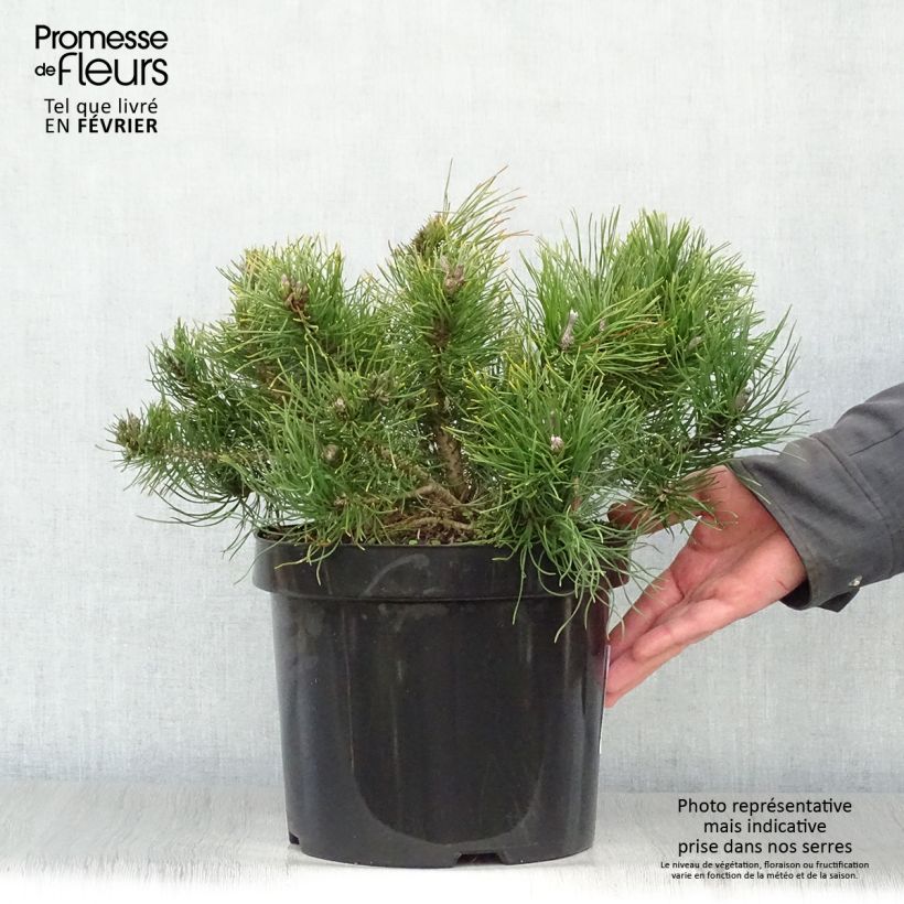 Pinus mugo pumilio - Dwarf Mountain Pine 7.5L/10L pot sample as delivered in winter