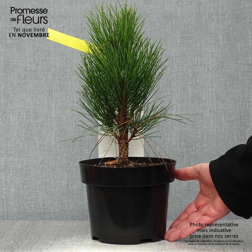 Pinus nigra Green Tower - Black Pine 2L/3L pot sample as delivered in autumn