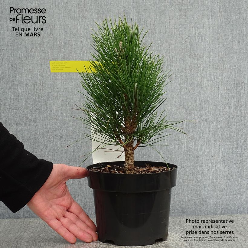 Pinus nigra Green Tower - Black Pine 2L/3L pot sample as delivered in winter